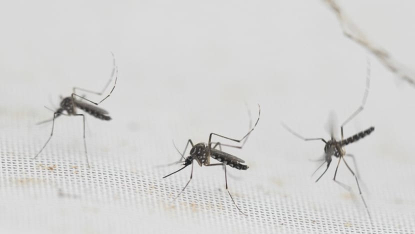 13 dengue deaths in first half of 2024, more than double last year's total 13 dengue deaths in first half of 2024, more than double last year's total