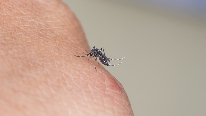 Over 10,000 dengue cases so far this year, more than total for 2023 Over 10,000 dengue cases so far this year, more than total for 2023